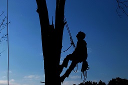 entreprise elagage arbre 76 - abattage 